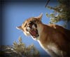 Mountain Lion