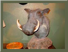 Taxidermy Picture Galleries